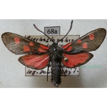 Zygaena angelicae Ochsenheimer, 1808 Kraśnik dzięgielowiec Slovakia68a